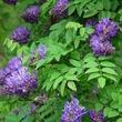 Kép 2/2 - Wisteria frutescens 'Longwood Purple' - Különleges virágú lilaakác