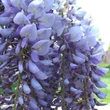 Kép 3/3 - Wisteria sinensis 'Variegata' – Lilaakác