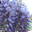 Kép 3/3 - Wisteria sinensis 'Variegata' – Lilaakác