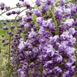 Kép 1/2 - Wisteria floribunda 'Violace Plena' (syn.: 'Black Dragon') – Lilaakác (telt, sötétlila)