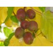 Actinidia arguta 'Ken's Red' - Bíbor mini termős kivi termései