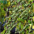 Kép 2/3 - Actinidia arguta 'Rogow' - Édes mini kivi (Termős)