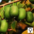 Kép 1/3 - Actinidia arguta 'Rogow' - Édes mini kivi (Termős)