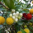 Kép 2/2 - Arbutus unedo 'Atlantic' - Nyugati szamócafa