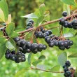 Kép 3/4 - Aronia prunifolia 'Viking' - Fekete berkenye termései