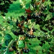 Kép 1/3 - Aronia melanocarpa 'Amit' - Fekete berkenye