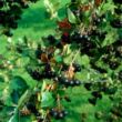 Kép 1/3 - Aronia melanocarpa 'Amit' - Fekete berkenye