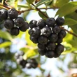 Kép 1/6 - Aronia melanocarpa 'Hugin' - Fekete berkenye