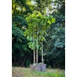 Kép 2/4 - Asimina triloba 'Maria's Joy' – Indián banán - képek rendelés vásárlás a Megyeri Szabolcs Kertészeti webáruházban.