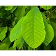 Kép 4/4 - Asimina triloba 'Maria's Joy' – Indián banán - képek rendelés vásárlás a Megyeri Szabolcs Kertészeti webáruházban.