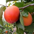 Kép 1/5 - Diospyros kaki 'Rojo / Rosso Brillante' - Datolyaszilva