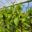 Kép 3/5 - Diospyros kaki 'Rojo / Rosso Brillante' - Datolyaszilva (kakiszilva)