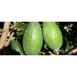 Kép 2/2 - Feijoa sellowiana 'Apollo' - Mirtuszdió