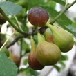 Kép 1/4 - Ficus carica - Egytörzsű fügefa