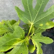 Kép 3/3 - Ficus carica 'Botanikus kert' – Füge