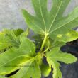 Ficus carica 'Botanikus kert' – Füge
