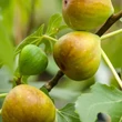 Kép 2/5 - Ficus carica 'Brogiotto Bianco' (syn.: 'Brogiotto Genovese', 'Brogiotto Gentile', 'Burjasotte Bianco', 'Genovese', 'Monaco', 'Panete Rotonda', 'White Barnissou') – Füge