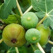 Kép 3/5 - Ficus carica 'Brogiotto Bianco' (syn.: 'Brogiotto Genovese', 'Brogiotto Gentile', 'Burjasotte Bianco', 'Genovese', 'Monaco', 'Panete Rotonda', 'White Barnissou') – Füge