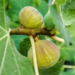 Kép 4/5 - Ficus carica 'Brogiotto Bianco' (syn.: 'Brogiotto Genovese', 'Brogiotto Gentile', 'Burjasotte Bianco', 'Genovese', 'Monaco', 'Panete Rotonda', 'White Barnissou') – Füge