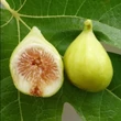 Kép 5/5 - Ficus carica 'Brogiotto Bianco' (syn.: 'Brogiotto Genovese', 'Brogiotto Gentile', 'Burjasotte Bianco', 'Genovese', 'Monaco', 'Panete Rotonda', 'White Barnissou') – Füge