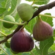 Kép 1/3 - Ficus carica 'Brunswick' (syn.:'Bayswater', 'Black Naples', 'Boughton', 'Braunschweig', 'Broad White Turkey', 'Brown Hamburg', 'Brunswig', 'Castle Kennedy', 'Clementine', 'Dalmatia', 'Hannover', 'Madonna', 'Magnolia', 'Vashon Violet') – Füge