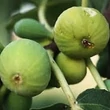 Kép 1/4 - Ficus carica 'Col de Dame Blanche' (syn.:'Col de Dame Blanc', 'Col di Signora Bianca', 'Col de Señora Blanca', 'Cuello de Dama Blanca', 'Fraga' stb.) – Füge