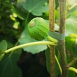 Kép 2/4 - Ficus carica 'Col de Dame Blanche' (syn.:'Col de Dame Blanc', 'Col di Signora Bianca', 'Col de Señora Blanca', 'Cuello de Dama Blanca', 'Fraga' stb.) – Füge