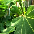 Kép 3/4 - Ficus carica 'Col de Dame Blanche' (syn.:'Col de Dame Blanc', 'Col di Signora Bianca', 'Col de Señora Blanca', 'Cuello de Dama Blanca', 'Fraga' stb.) – Füge