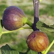 Kép 3/3 - Ficus carica 'Dauphine' (syn.: 'Adam', 'Boule d’Or', 'Bouton d’Or', 'Grise de Beaucaire', 'Grise de Tarascon', 'Grosse de Juillet', 'Mussega Negra', 'Ronde Violette Hatif', 'Rouge d'Argenteuil', 'Violette Dauphine' stb.) – Füge
