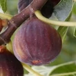 Kép 1/3 - Ficus carica 'Dauphine' (syn.: 'Adam', 'Boule d’Or', 'Bouton d’Or', 'Grise de Beaucaire', 'Grise de Tarascon', 'Grosse de Juillet', 'Mussega Negra', 'Ronde Violette Hatif', 'Rouge d'Argenteuil', 'Violette Dauphine' stb.) – Füge