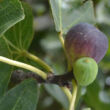 Ficus carica 'Fekete' – Füge