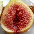 Kép 4/5 - Ficus carica 'Longue d'Aout' (syn.: 'Banane', 'Jérusalem') – Füge