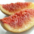 Kép 5/5 - Ficus carica 'Longue d'Aout' (syn.: 'Banane', 'Jérusalem') – Füge