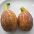 Kép 2/5 - Ficus carica 'Longue d'Aout' (syn.: 'Banane', 'Jérusalem') – Füge