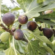 Kép 2/2 - Ficus carica 'Gustissimo® Peretta®' – Füge