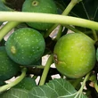 Kép 2/4 - Ficus carica 'Verdino' – Füge