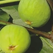 Kép 3/4 - Ficus carica 'Verdino' – Füge