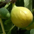 Kép 4/4 - Ficus carica 'Verdino' – Füge