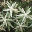 Kép 2/2 - Hippophae rhamniodes 'Hikul' – Gömb alakú homoktövis (porzós) levélzete