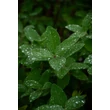 Kép 3/5 - Lonicera caerulea var. kamtschatica (syn.: Lonicera kamtschatica) 'Duet' – Kamcsatkai mézbogyó