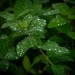 Kép 4/5 - Lonicera caerulea var. kamtschatica (syn.: Lonicera kamtschatica) 'Duet' – Kamcsatkai mézbogyó