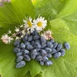 Kép 1/3 - Lonicera caerulea var. kamtschatica (syn.: Lonicera kamtschatica) 'Amphora' – Kamcsatkai mézbogyó