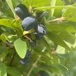 Kép 2/3 - Lonicera caerulea var. kamtschatica (syn.: Lonicera kamtschatica) 'Amphora' – Kamcsatkai mézbogyó