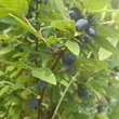Kép 3/3 - Lonicera caerulea var. kamtschatica (syn.: Lonicera kamtschatica) 'Amphora' – Kamcsatkai mézbogyó