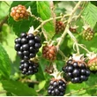 Kép 2/3 - Rubus fruticosus 'Bedford Giant' - Fekete szeder