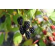 Kép 3/3 - Rubus fruticosus 'Black Satin' - Tüskétlen Fekete szeder