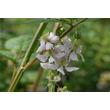 Kép 2/3 - Rubus fruticosus 'Black Satin' - Tüskétlen Fekete szeder