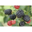 Kép 3/3 - Rubus fruticosus 'Cacanska Bestrna' - Fekete szeder (tüskétlen)