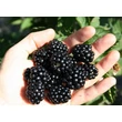 Kép 2/3 - Rubus fruticosus 'Cacanska Bestrna' - Fekete szeder (tüskétlen)