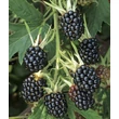 Kép 1/3 - Rubus fruticosus 'Bedford Giant' - Fekete szeder